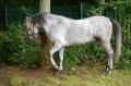  Le Maroc fete son Moussem a Evry-Bondoufle  - Les chevaux marocains Les Chevaux Marocains 089